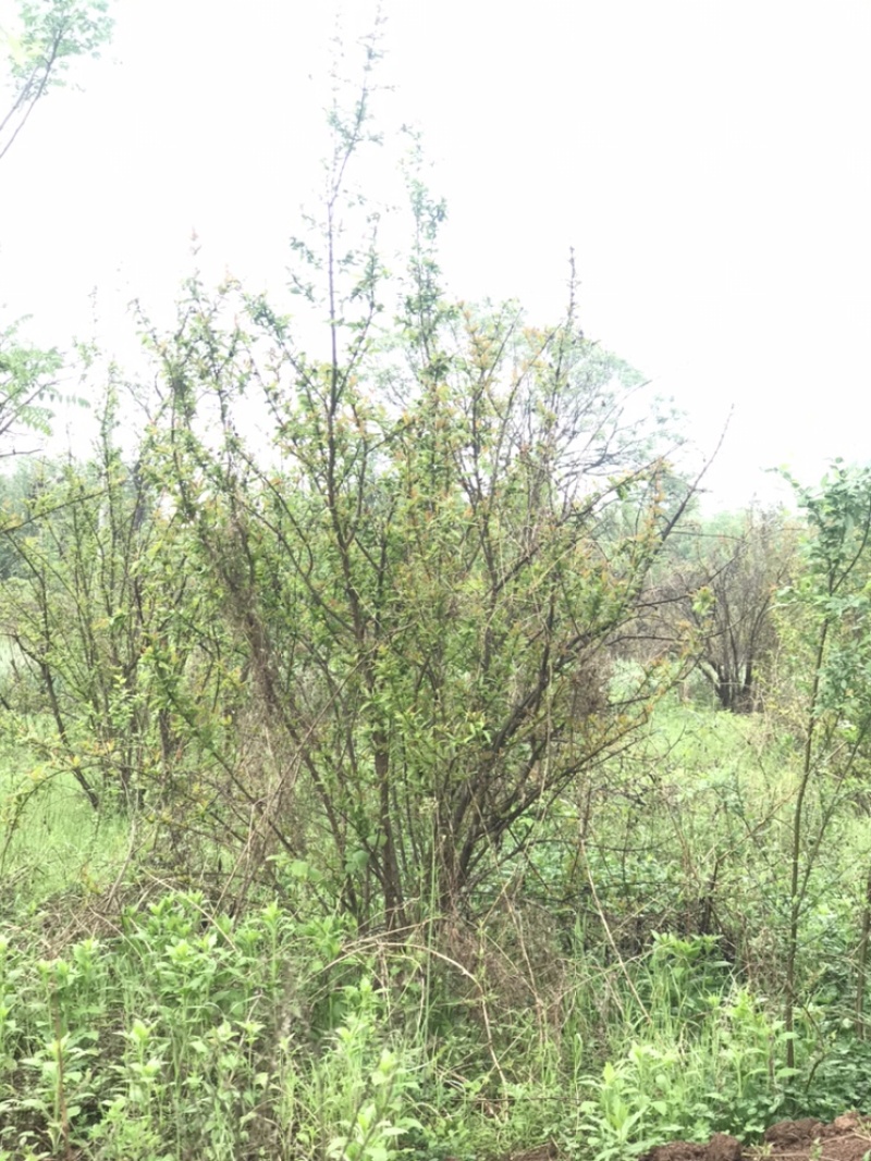陕西西安丛生花石榴树