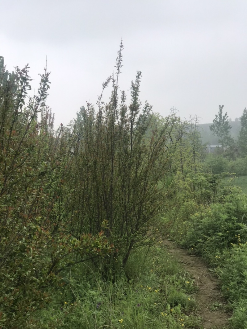 陕西西安丛生花石榴树