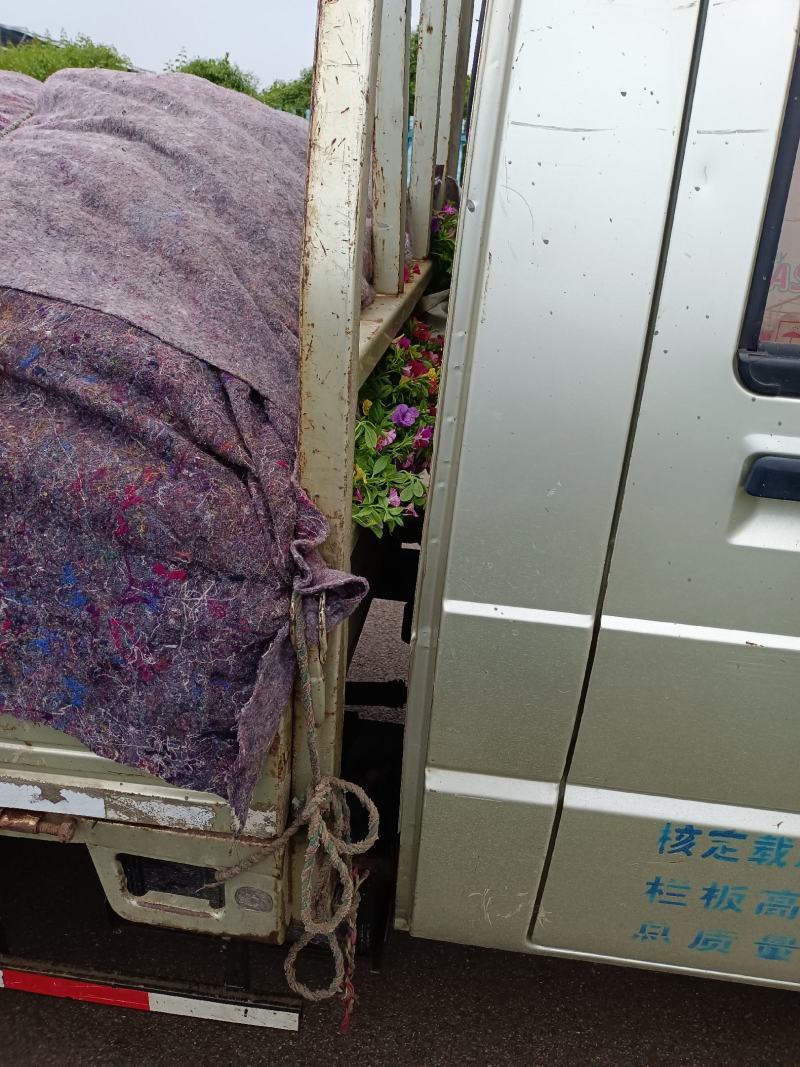 青州百万小玲（舞春花）批发