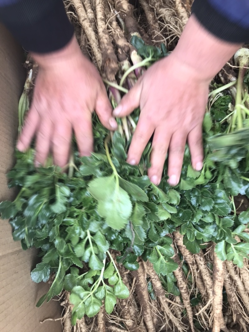 鲜北沙参(纯原产于莱阳胡城沙地参)质量保证！现挖现发货！