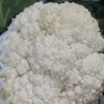 、我们经营有机花大量共应