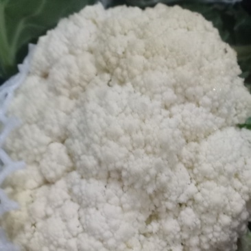 、我们经营有机花大量共应