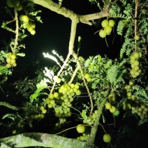 本地良种油甘