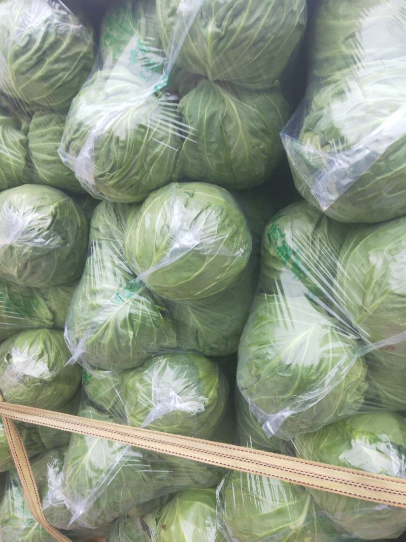 河北邯郸万亩蔬菜基地，大量精品蔬菜上市中发向全国各地