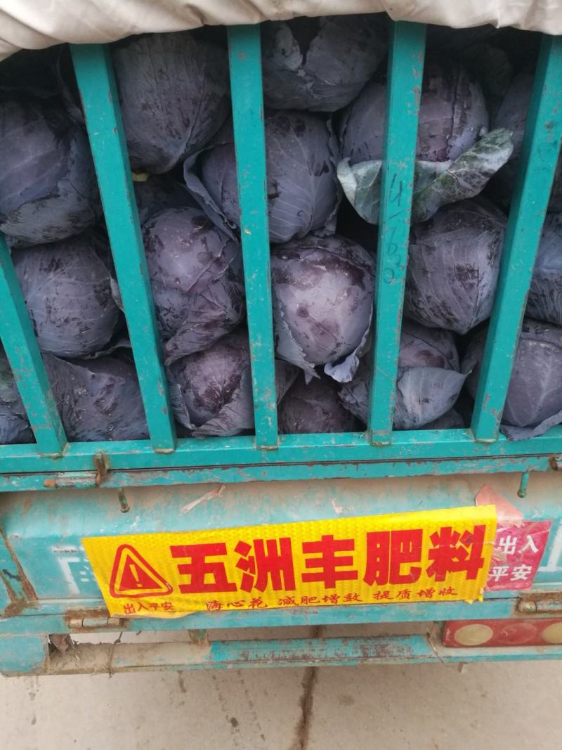 河北邯郸万亩蔬菜基地，大量精品蔬菜上市中发向全国各地