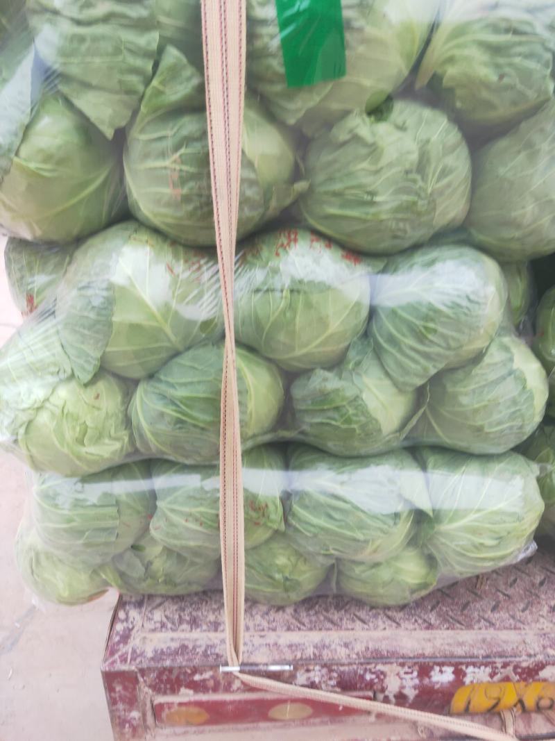 河北邯郸万亩蔬菜基地，大量精品蔬菜上市中发向全国各地