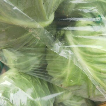河北邯郸万亩蔬菜基地，大量精品蔬菜上市中发向全国各地