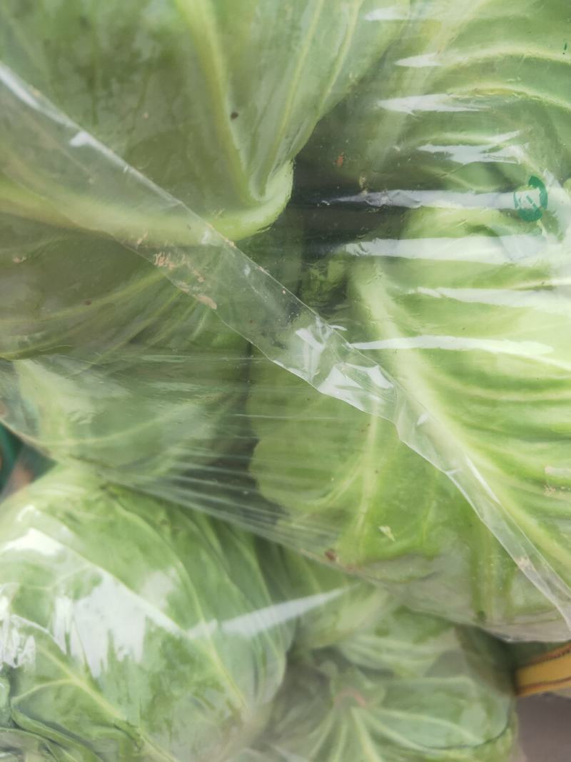 河北邯郸万亩蔬菜基地，大量精品蔬菜上市中发向全国各地