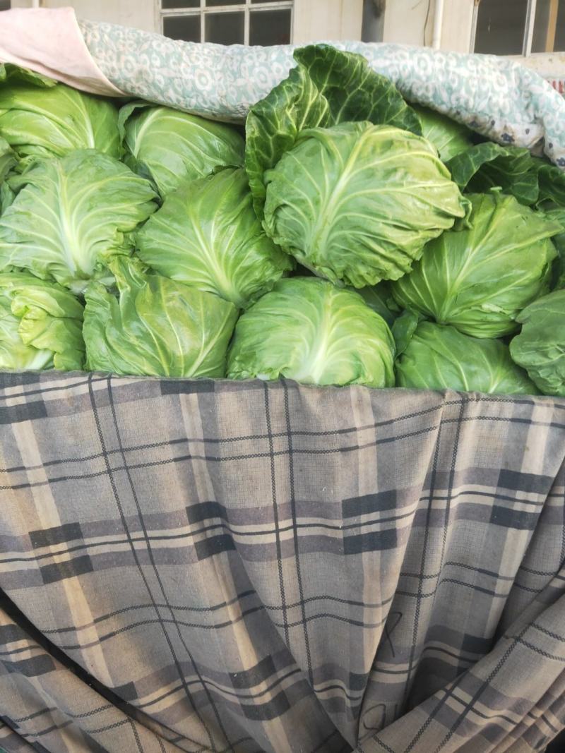 河北邯郸万亩蔬菜基地，大量精品蔬菜上市中发向全国各地