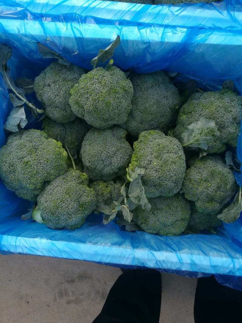 河北邯郸万亩蔬菜基地，大量精品蔬菜上市中发向全国各地