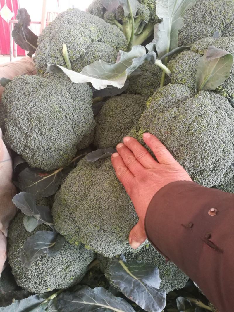 河北邯郸万亩蔬菜基地，大量精品蔬菜上市中发向全国各地
