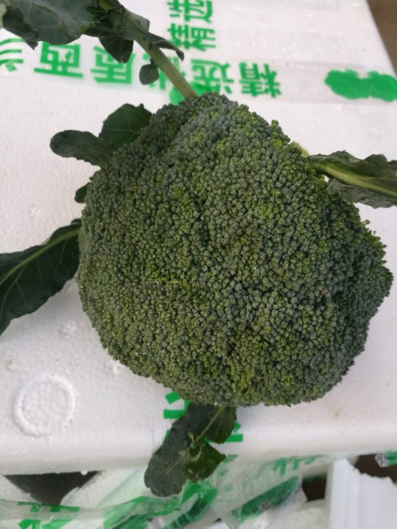 河北邯郸万亩蔬菜基地，大量精品蔬菜上市中发向全国各地