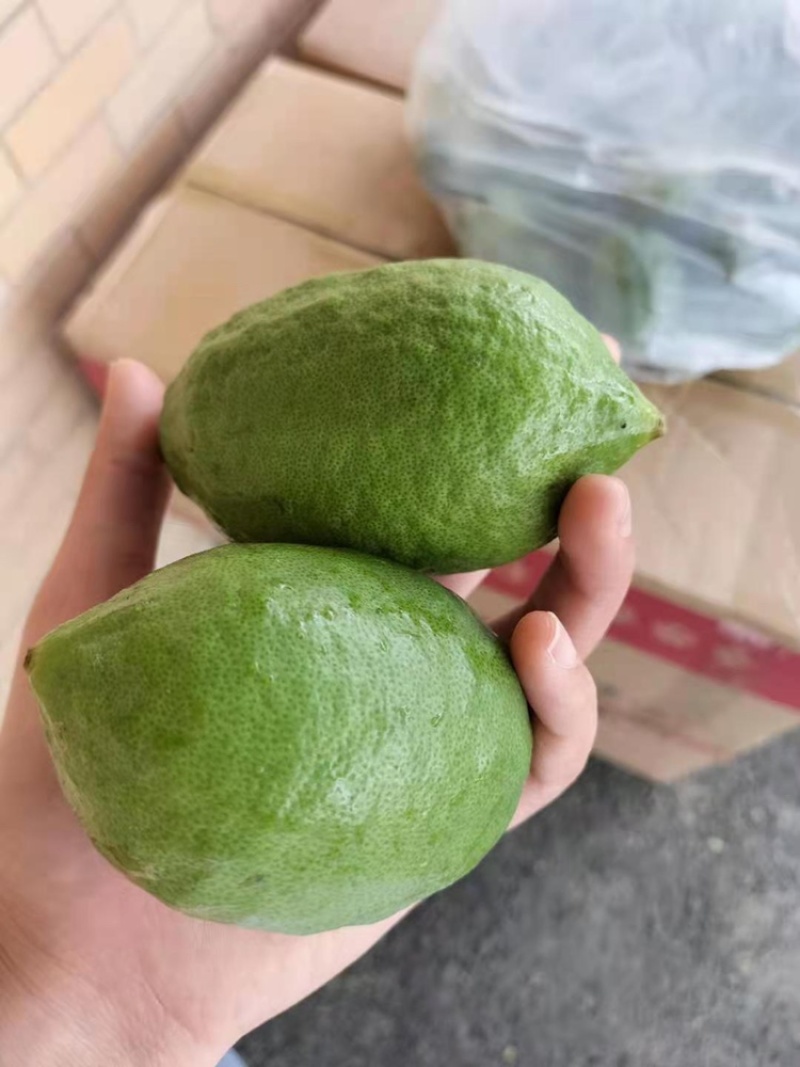 明天有3-400斤有没有老板需要的老树四到五年