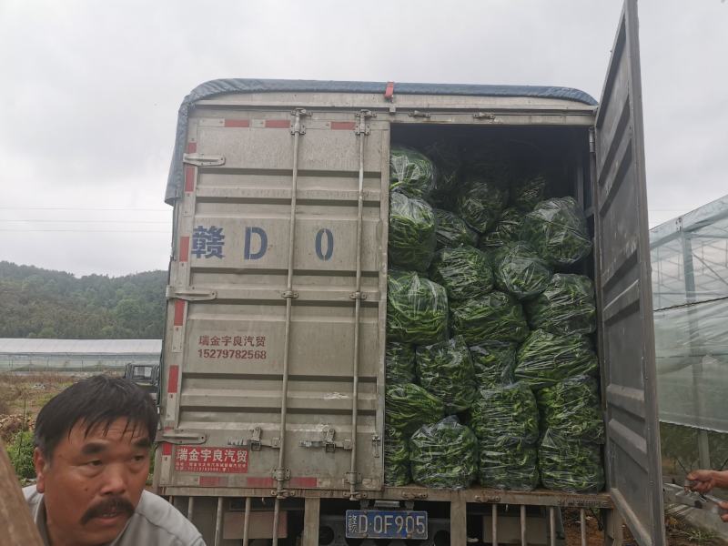 宁都陇椒螺丝椒，螺丝线椒，产地直发，每日更新