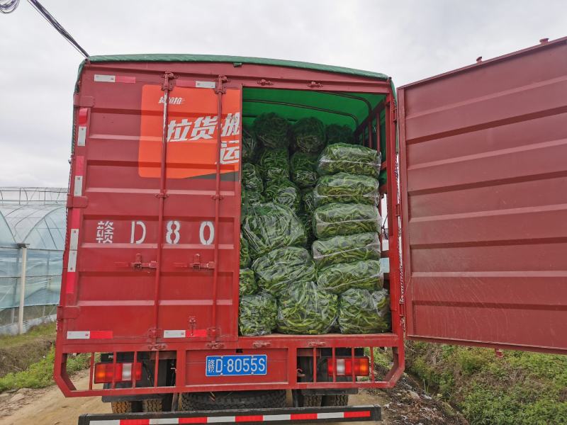 宁都陇椒螺丝椒，螺丝线椒，产地直发，每日更新