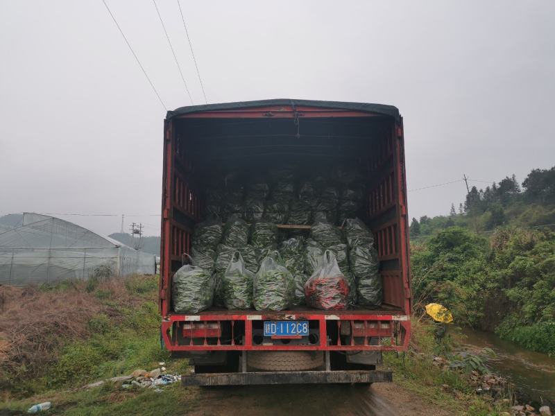 宁都陇椒螺丝椒，螺丝线椒，产地直发，每日更新