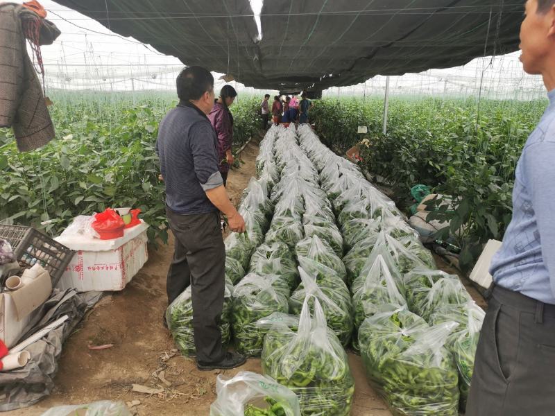 宁都陇椒螺丝椒，螺丝线椒，产地直发，每日更新