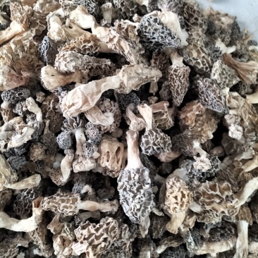 羊肚菌野生生长在大山深处每年一次生长周期只有十天左右