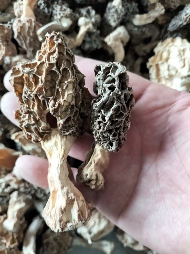 羊肚菌野生生长在大山深处每年一次生长周期只有十天左右