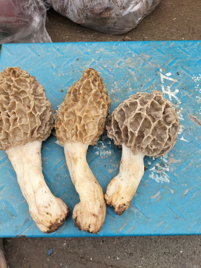 羊肚菌野生生长在大山深处每年一次生长周期只有十天左右