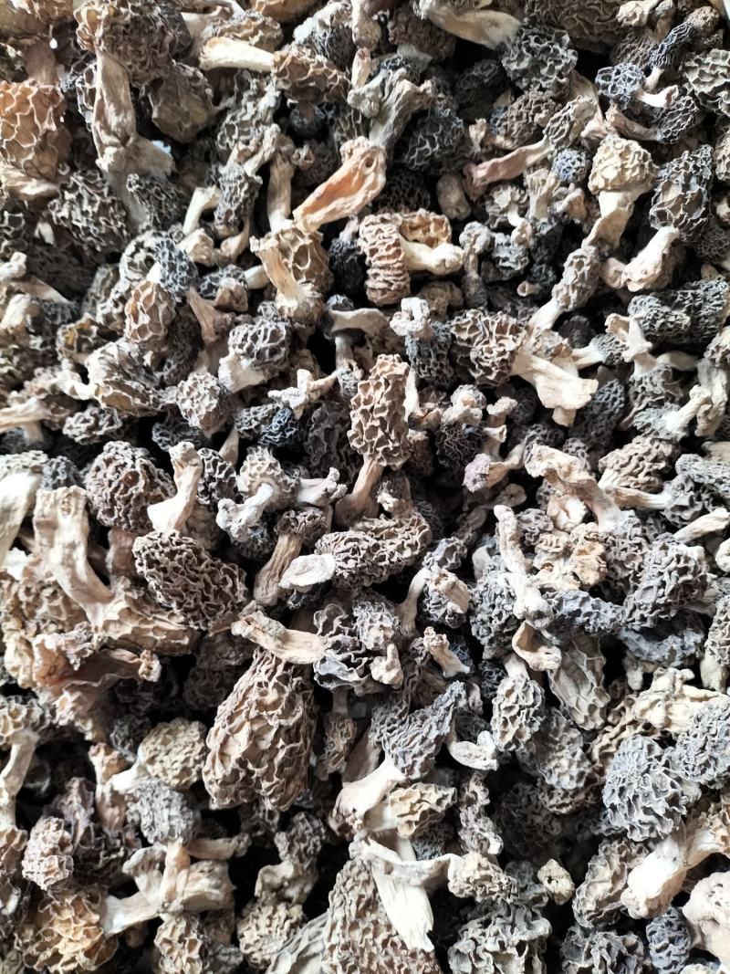 羊肚菌野生生长在大山深处每年一次生长周期只有十天左右