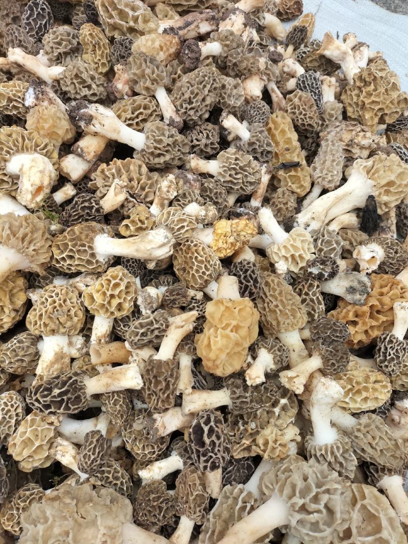 羊肚菌野生生长在大山深处每年一次生长周期只有十天左右
