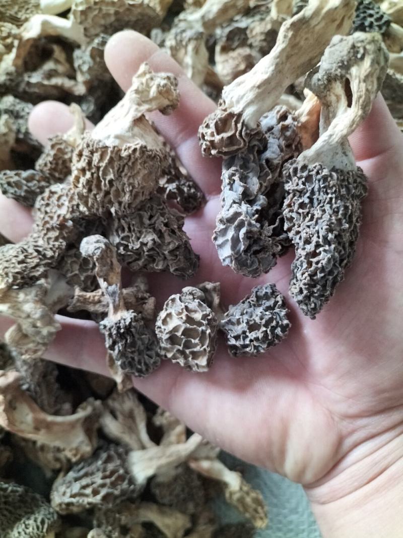 羊肚菌野生生长在大山深处每年一次生长周期只有十天左右