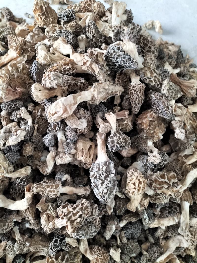 羊肚菌野生生长在大山深处每年一次生长周期只有十天左右