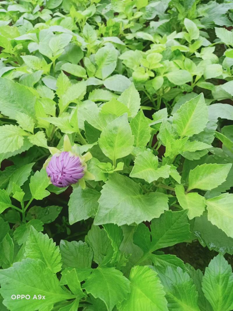 精品大丽花大量上市，基地直发直销，欢迎各位老板致电！