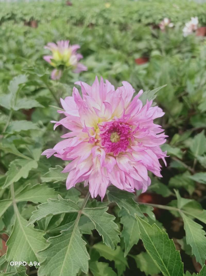精品大丽花大量上市，基地直发直销，欢迎各位老板致电！