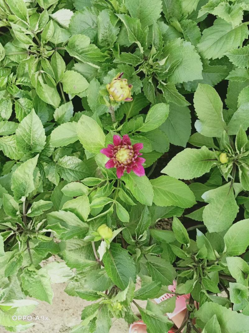 精品大丽花大量上市，基地直发直销，欢迎各位老板致电！