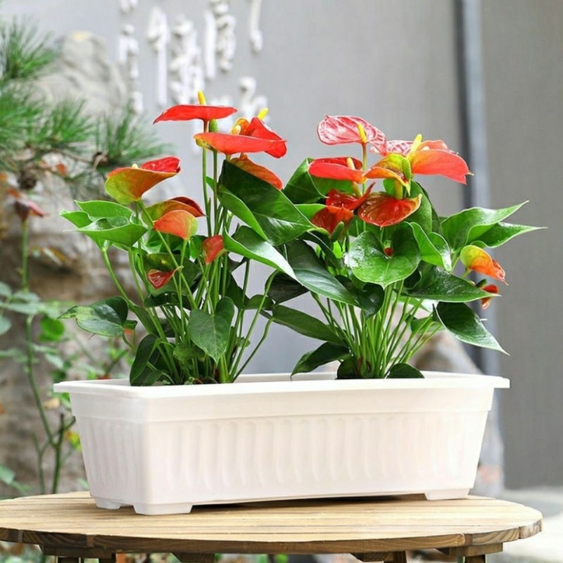 种菜盆神器花盆长方形蔬菜家庭阳台特大号大号