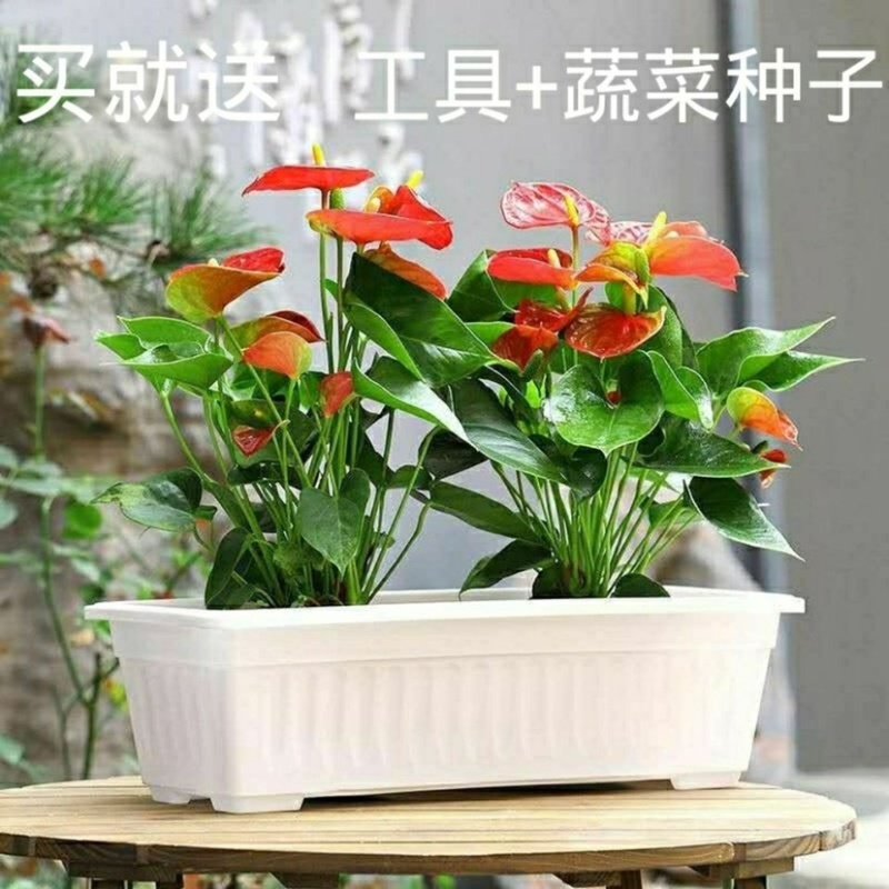种菜盆神器花盆长方形蔬菜家庭阳台特大号大号