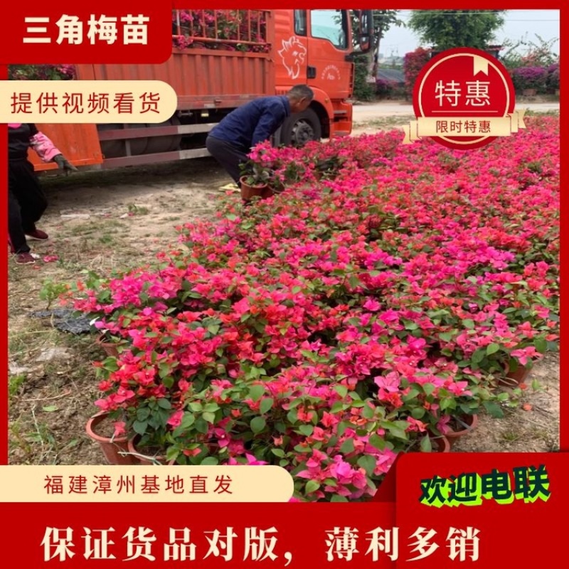 同安红三角梅四季勤花各种规格齐全基地量大自产自销