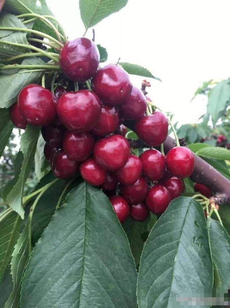 陕西省大荔美早樱桃大量上市