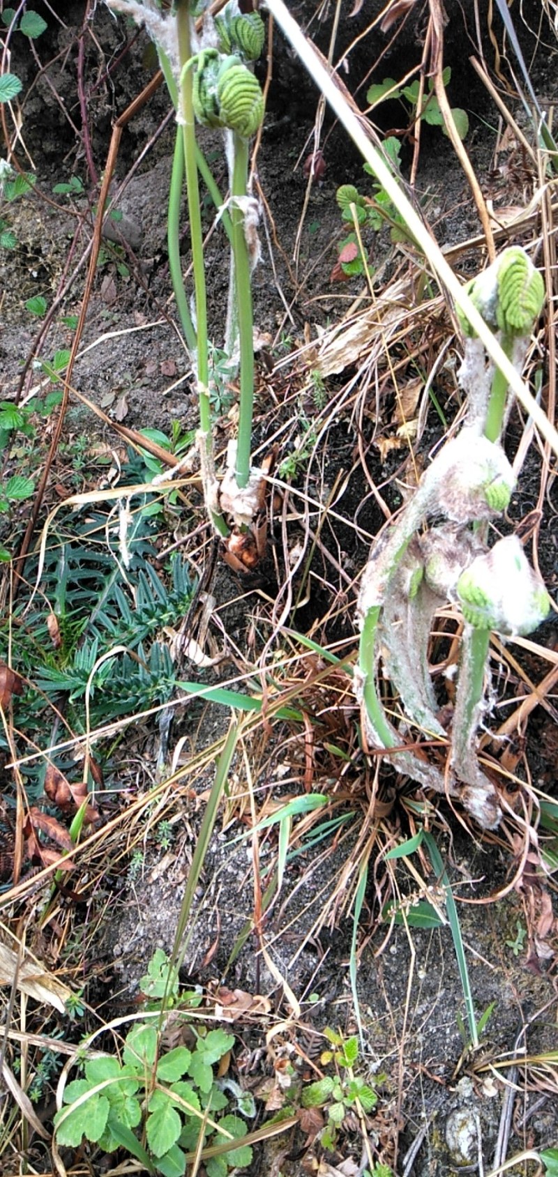 大透骨草（全部野生，且生长环境优良），产地直发