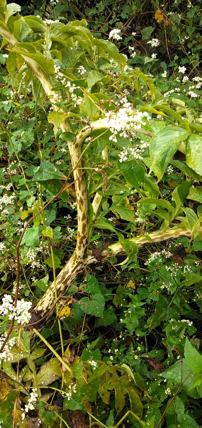 大透骨草（全部野生，且生长环境优良），产地直发