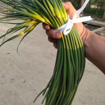 大名蒜苔