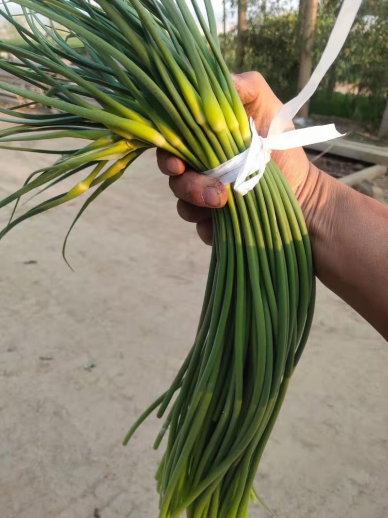 大名蒜苔