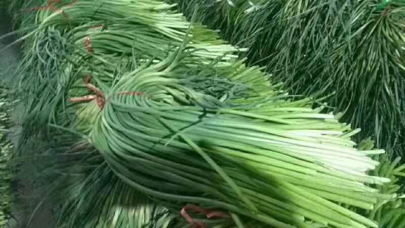 蒜苔菠菜炒制完成图