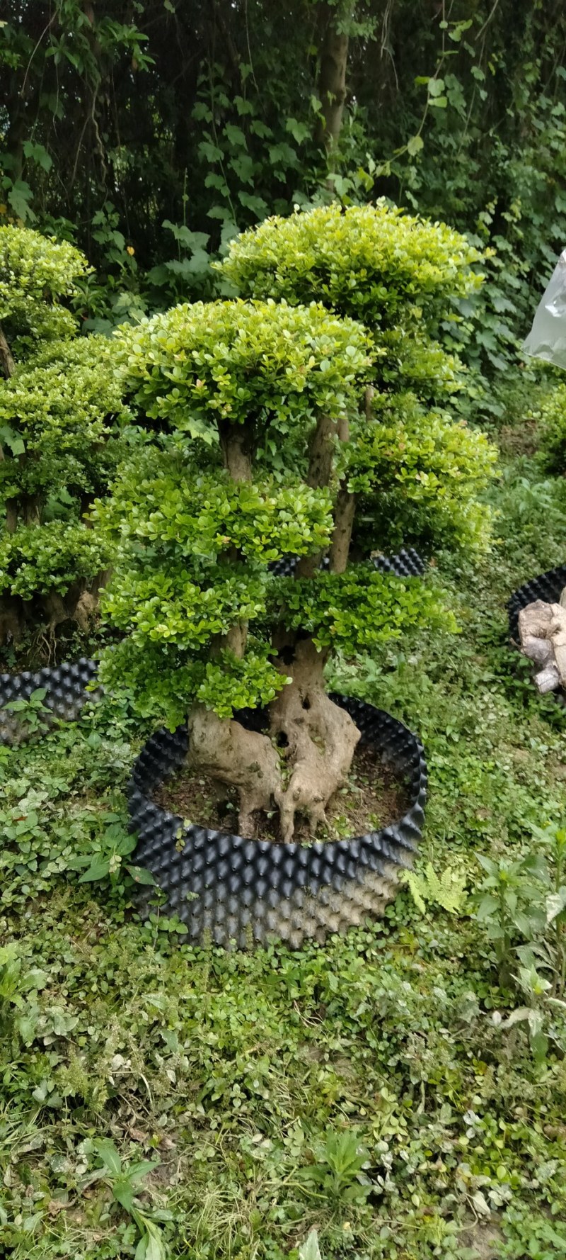 赤楠桩大小不同赤楠桩江西大量供应