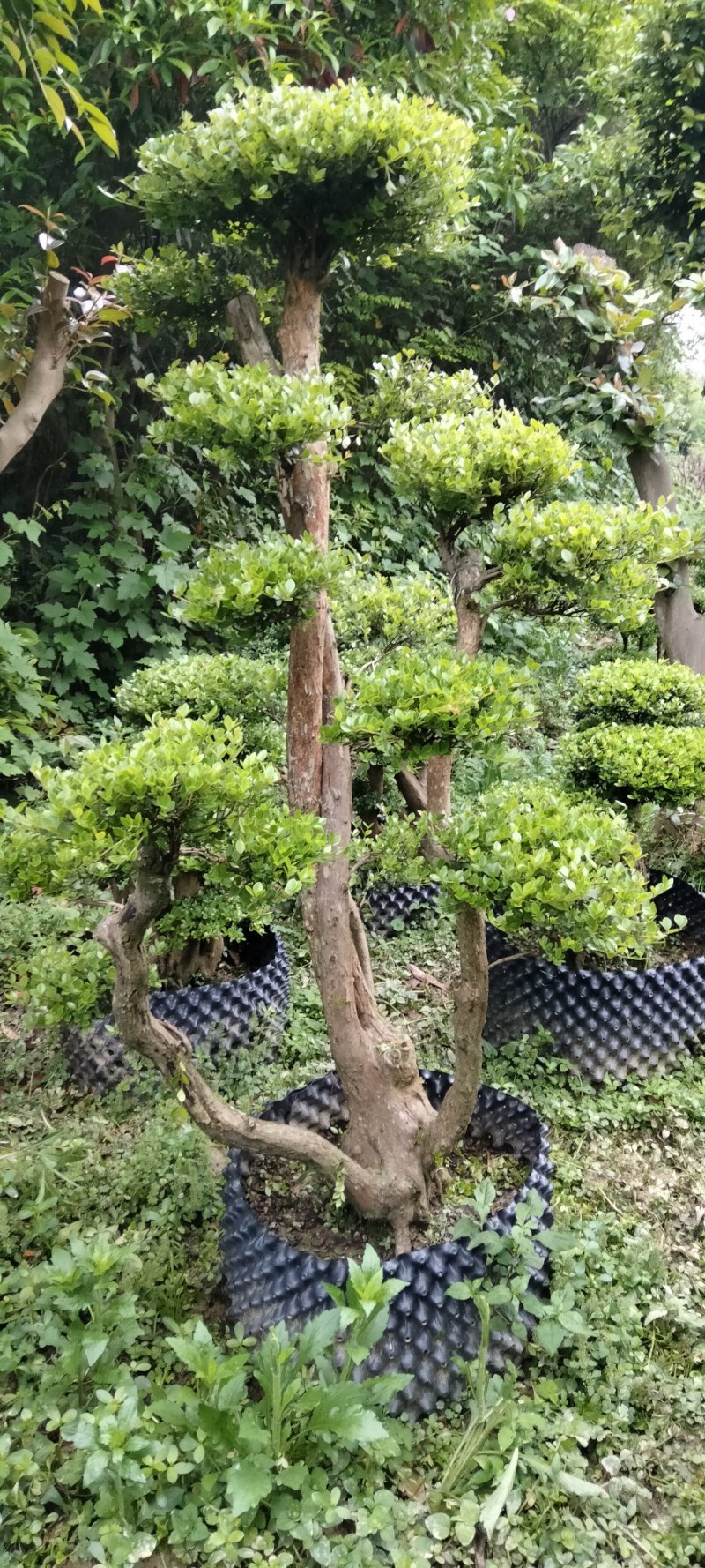 赤楠桩大小不同赤楠桩江西大量供应