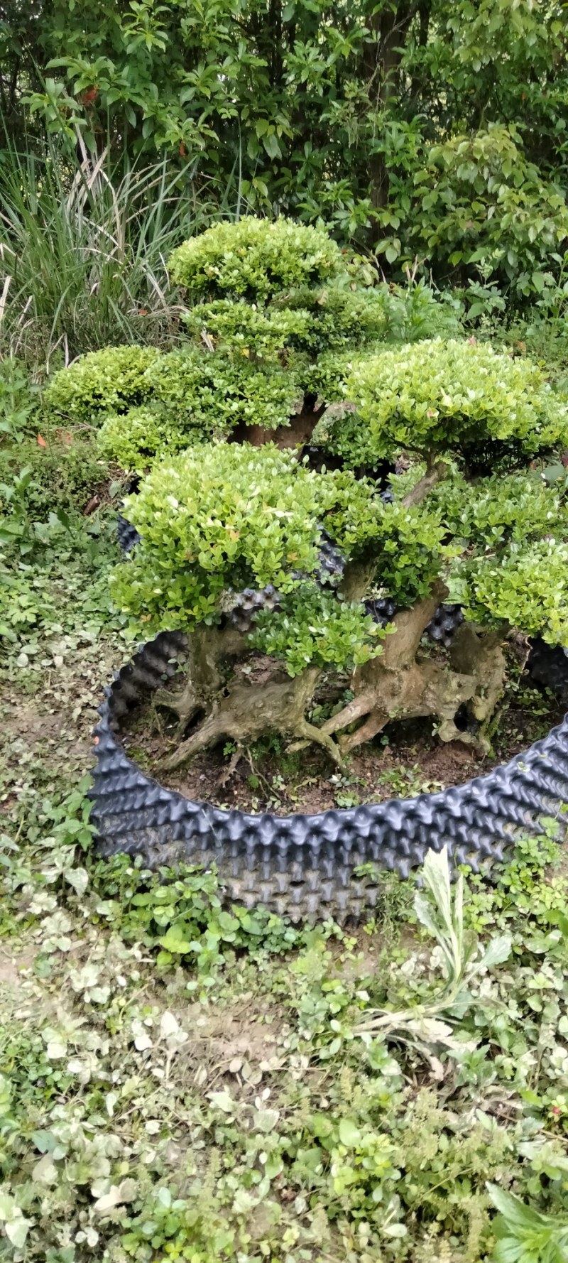 赤楠桩大小不同赤楠桩江西大量供应