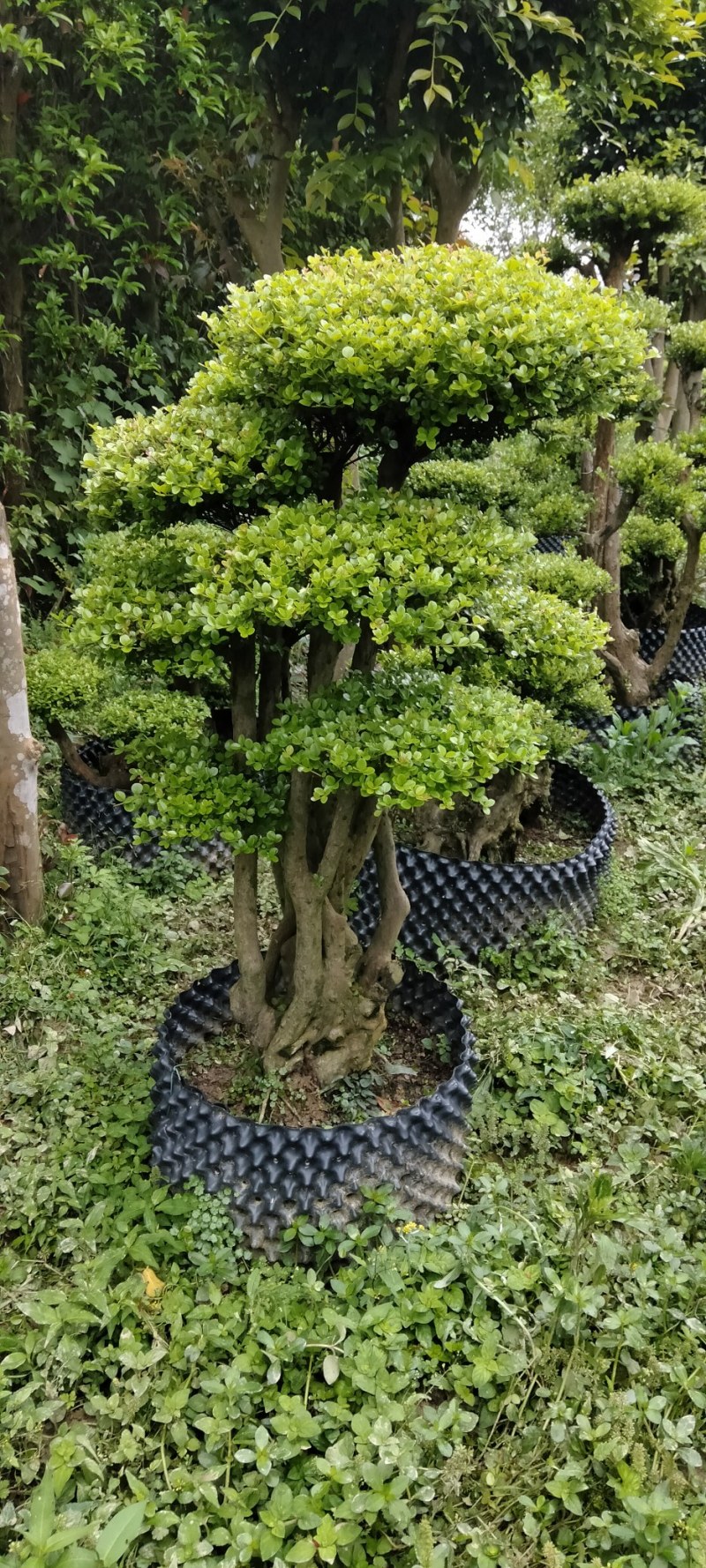 赤楠桩大小不同赤楠桩江西大量供应