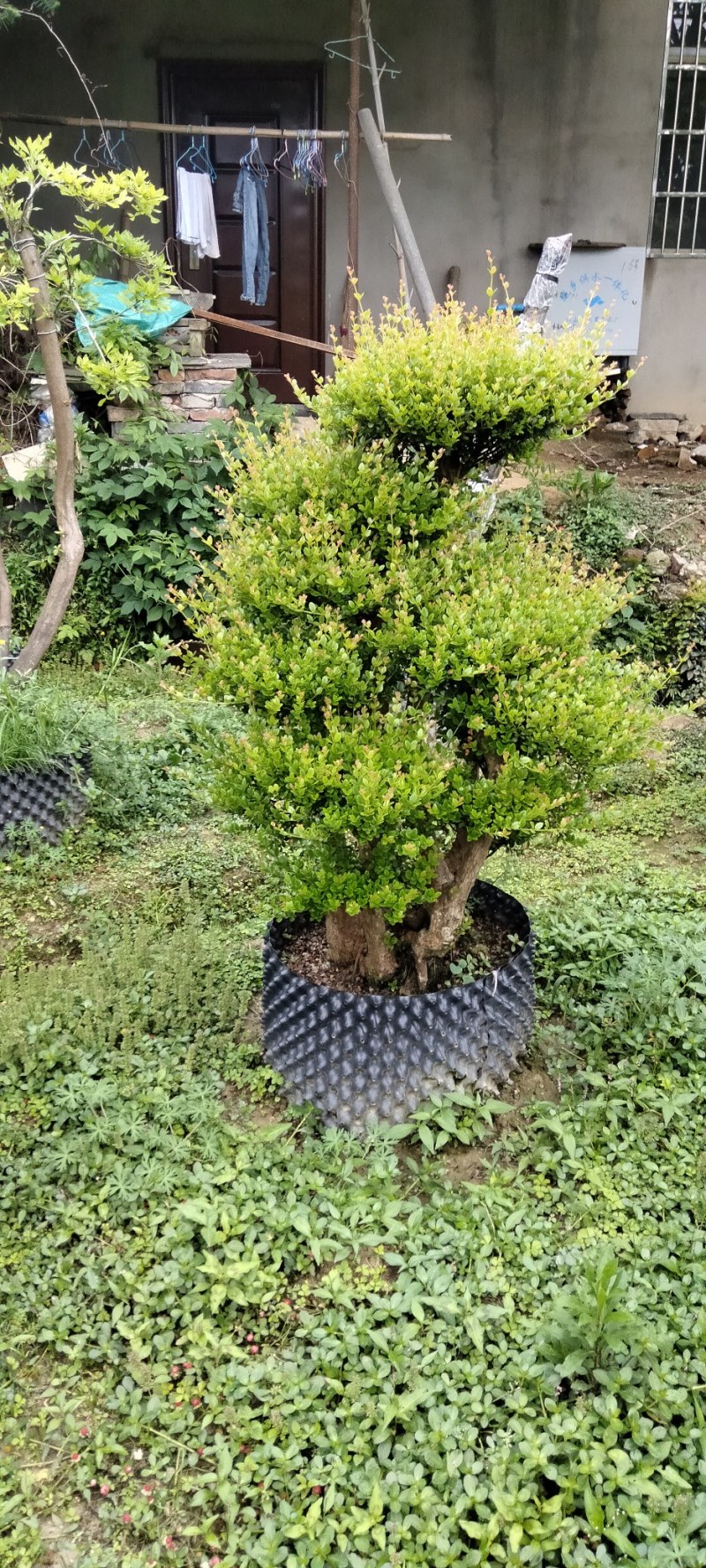 赤楠桩大小不同赤楠桩江西大量供应