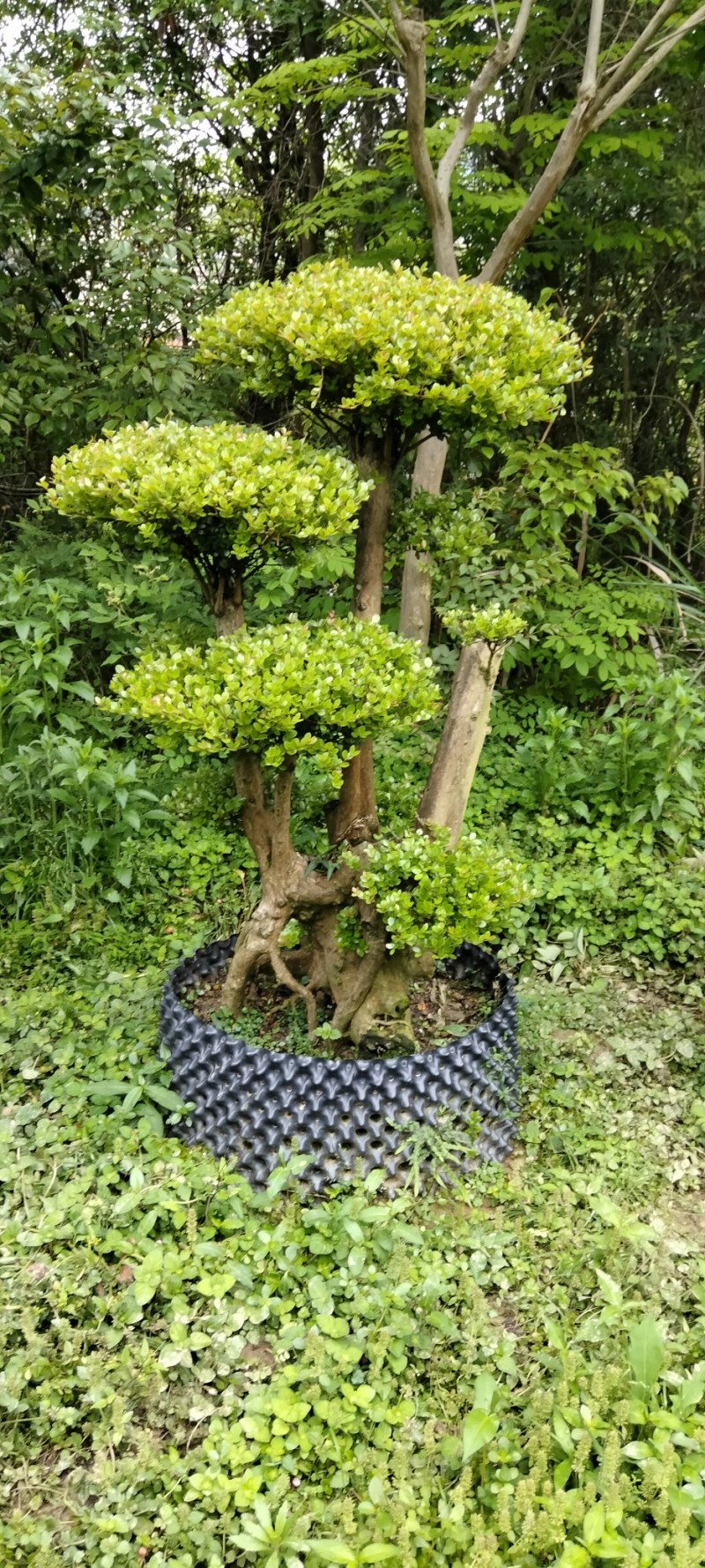 赤楠桩大小不同赤楠桩江西大量供应