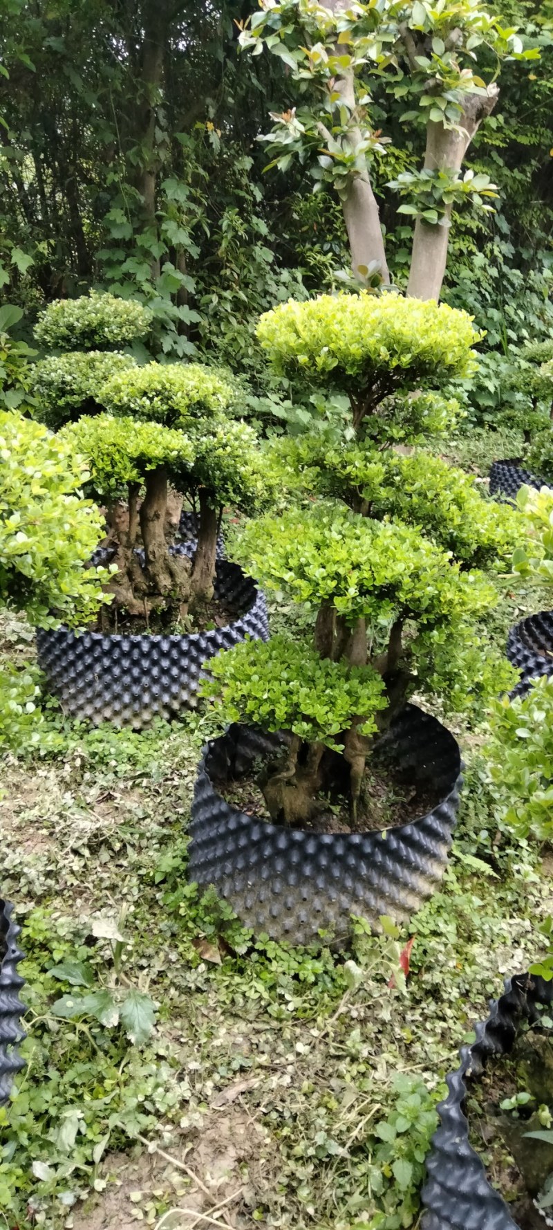 赤楠桩大小不同赤楠桩江西大量供应