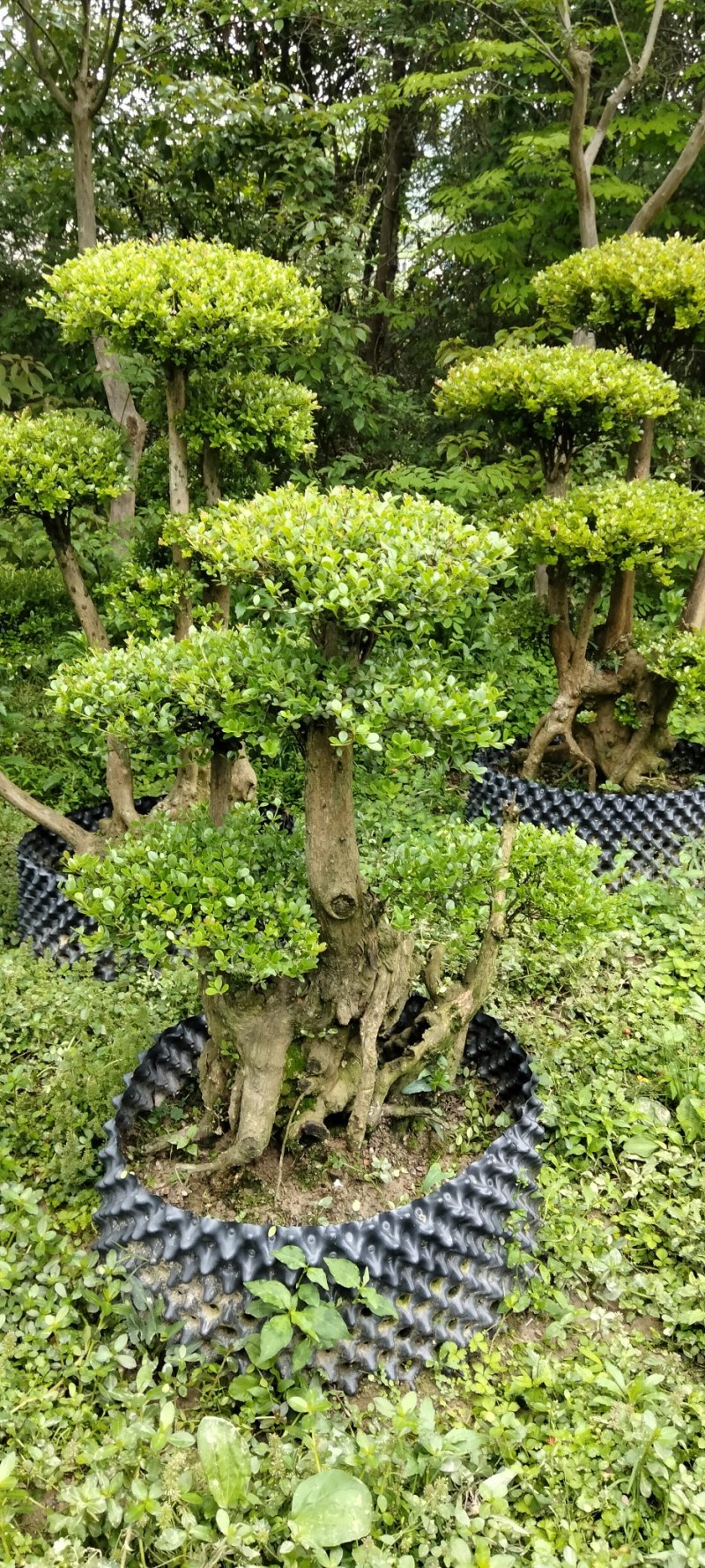 赤楠桩大小不同赤楠桩江西大量供应
