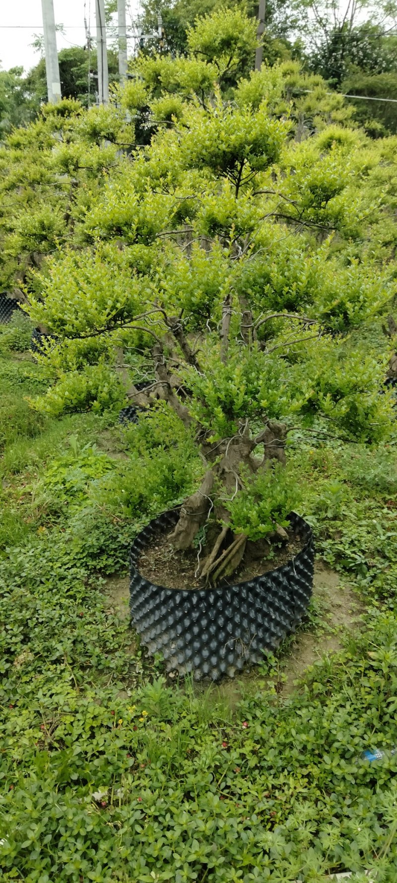 赤楠桩大小不同赤楠桩江西大量供应
