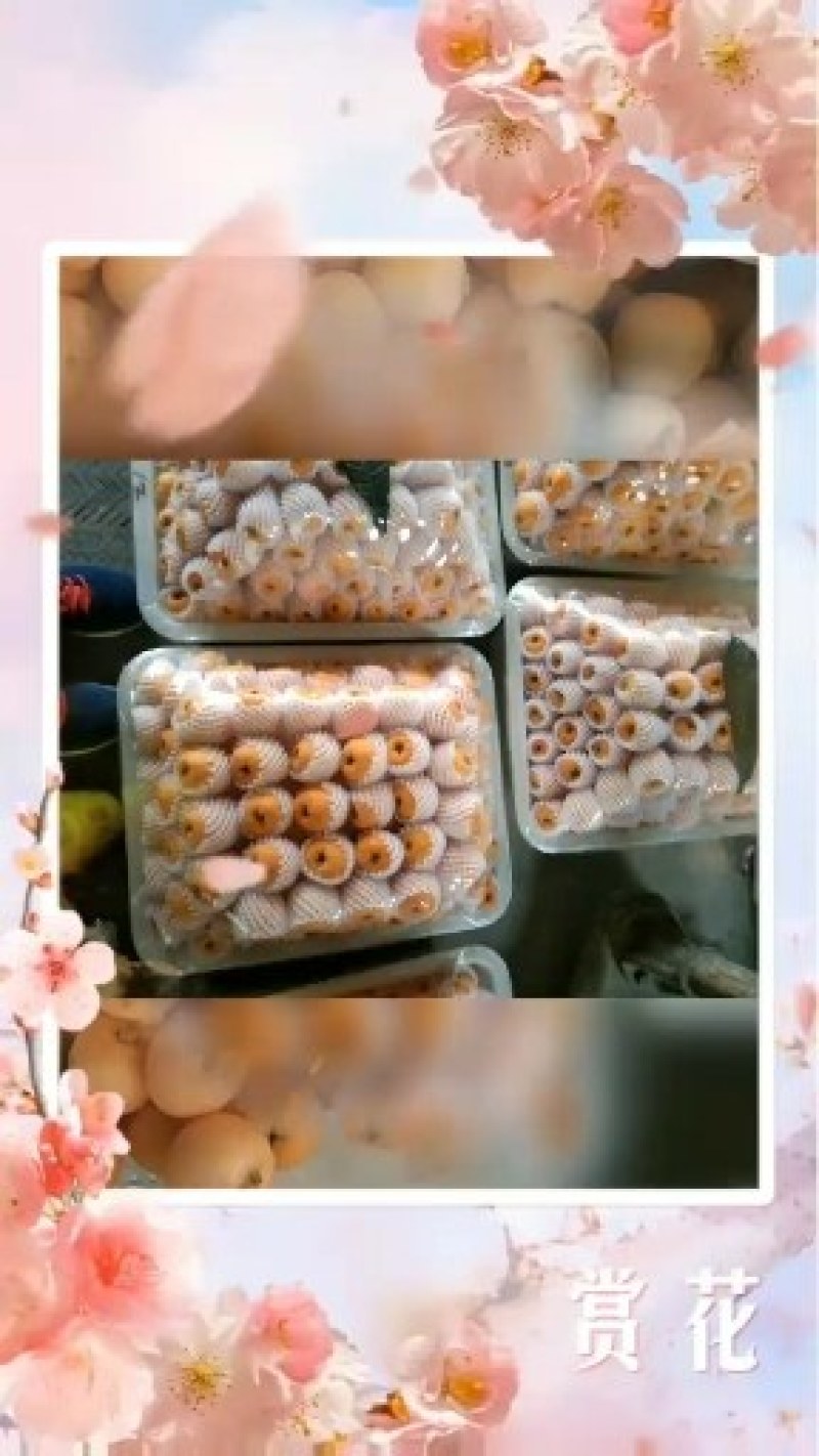 汉源五星枇杷，个大皮薄肉厚，汁多味甜化渣，欢迎大家品尝